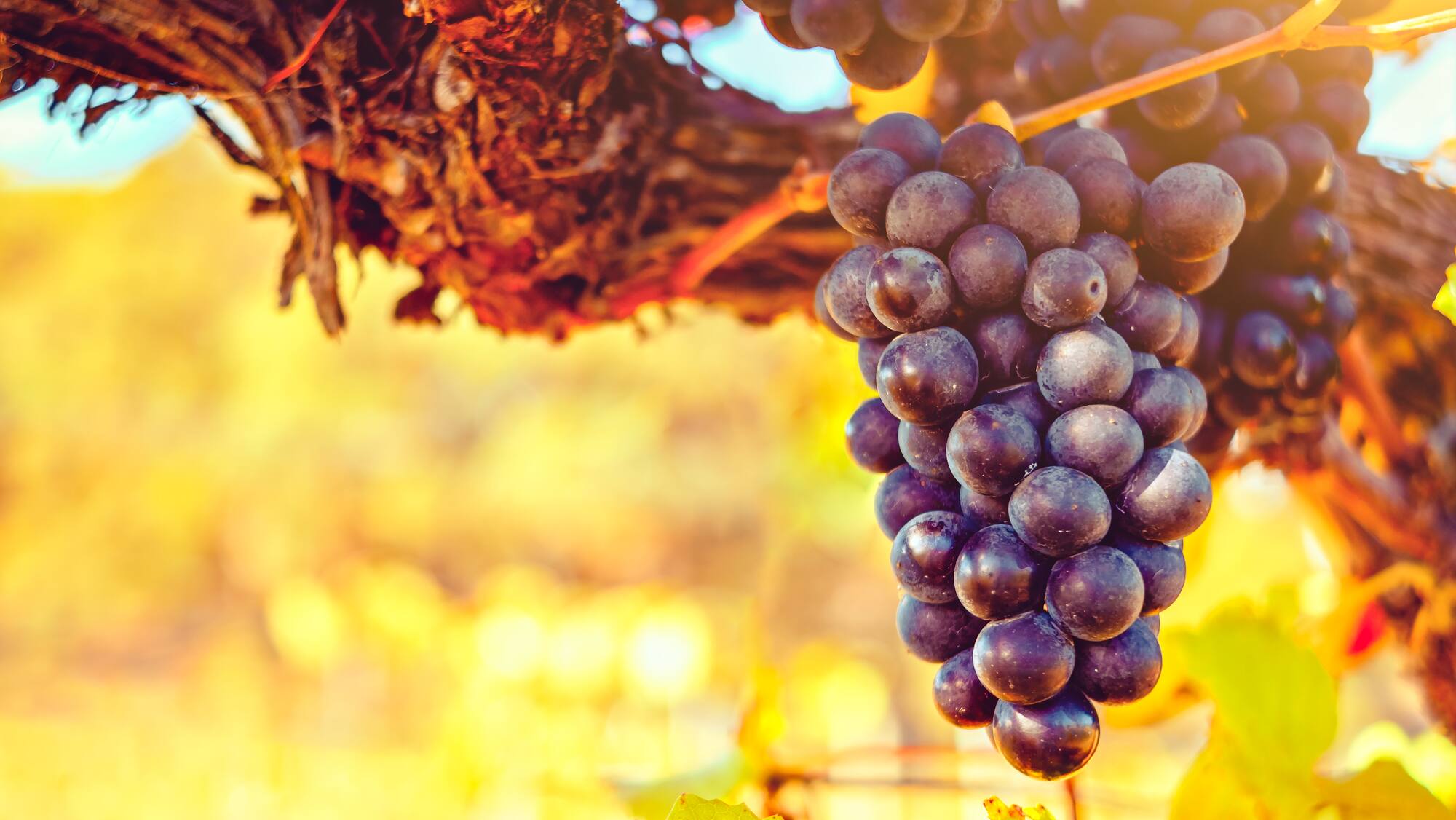 Les meilleures bouteilles de vins rouge pour l'automne - Blick