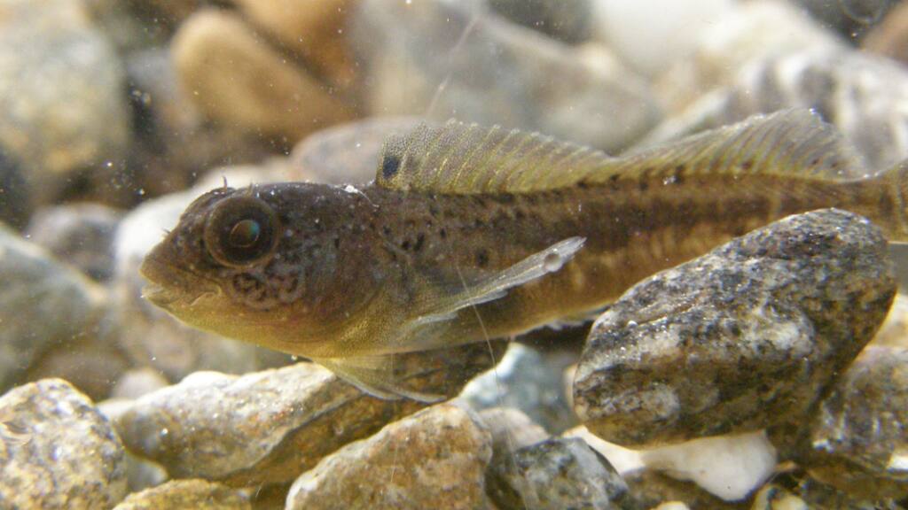Les lacs suisses Centsix espèces de poissons dans nos lacs Blick Les lacs suisses Centsix espèces de poissons dans nos lacs Blick