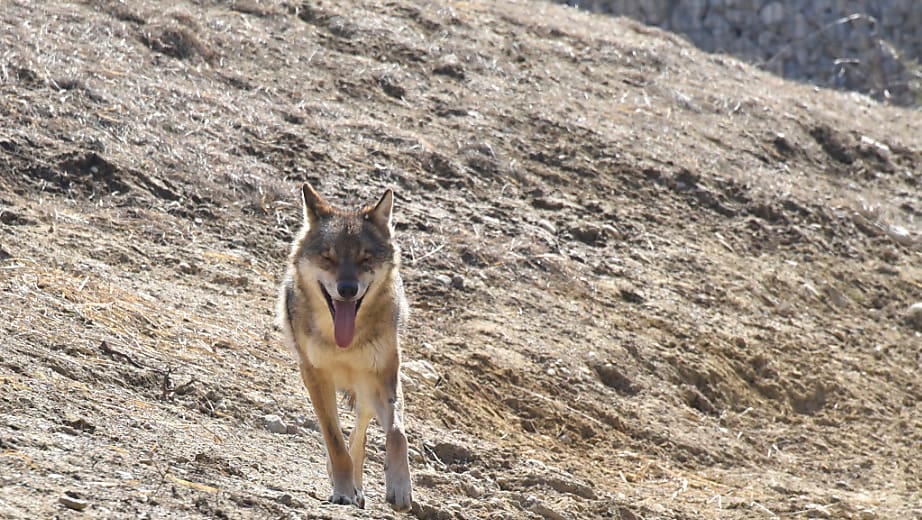 Deux moutons probablement tués par un loup dans la Broye Deux moutons probablement tués par un loup dans la Broye