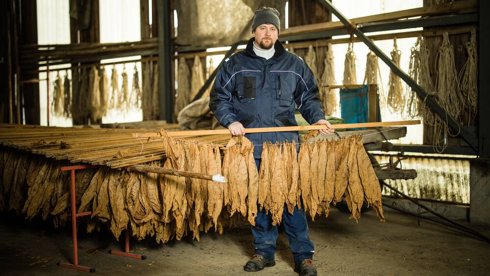 Un cultivateur suisse de tabac nous ouvre les portes de sa ferme Un cultivateur suisse de tabac nous ouvre les portes de sa ferme