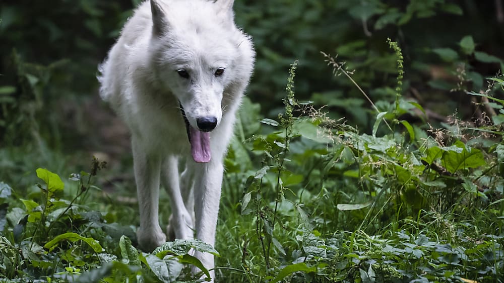 Selon un rapport, les tirs de loups sont efficaces à court et moyen terme Selon un rapport, les tirs de loups sont efficaces à court et moyen terme