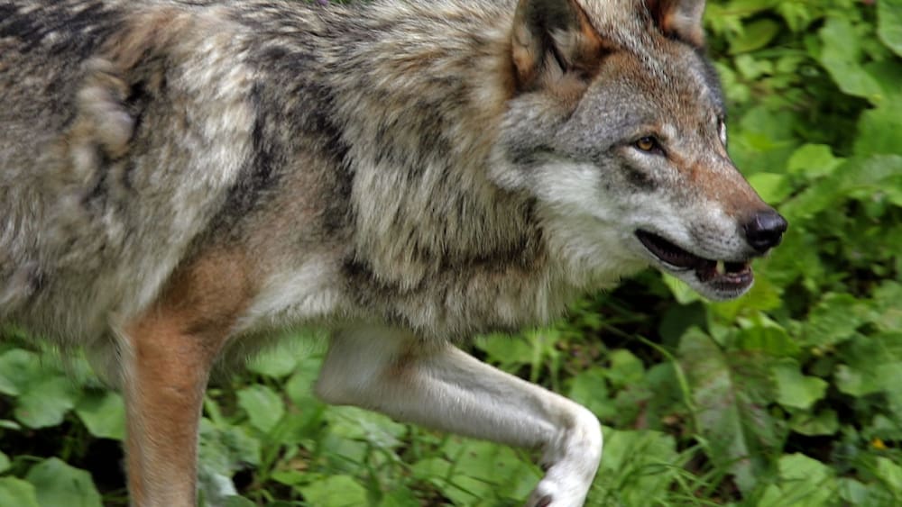 C’est bien un loup qui a tué dans la Broye C’est bien un loup qui a tué dans la Broye