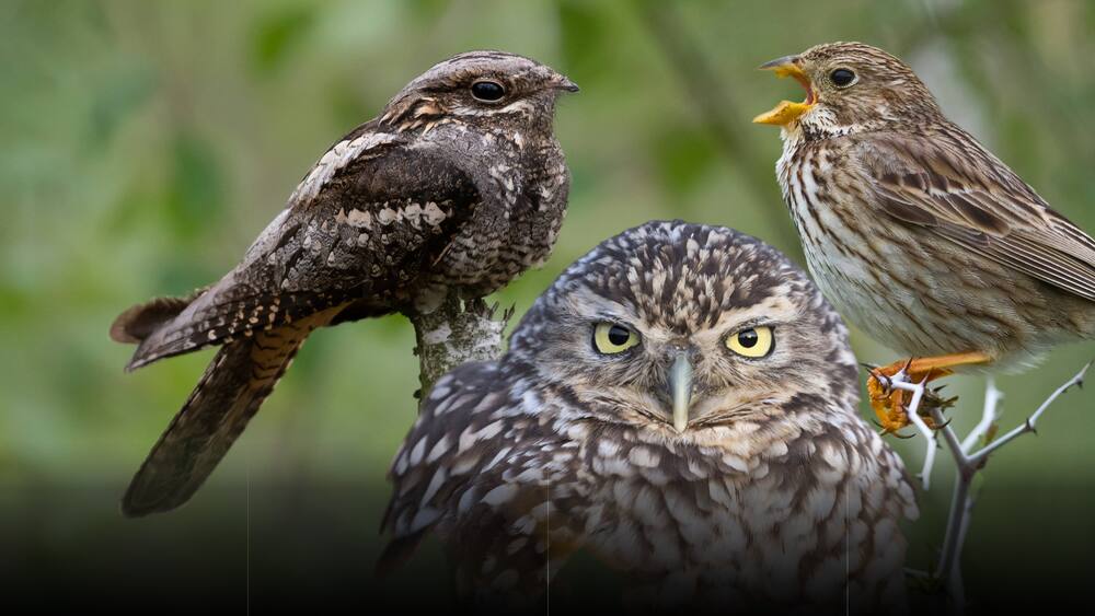 Cinq oiseaux qui n’existeraient plus en Suisse sans protection Cinq oiseaux qui n’existeraient plus en Suisse sans protection