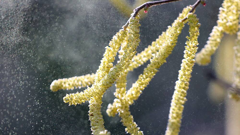 Allergies: Les pollens sont déjà de retour en Suisse Allergies: Les pollens sont déjà de retour en Suisse