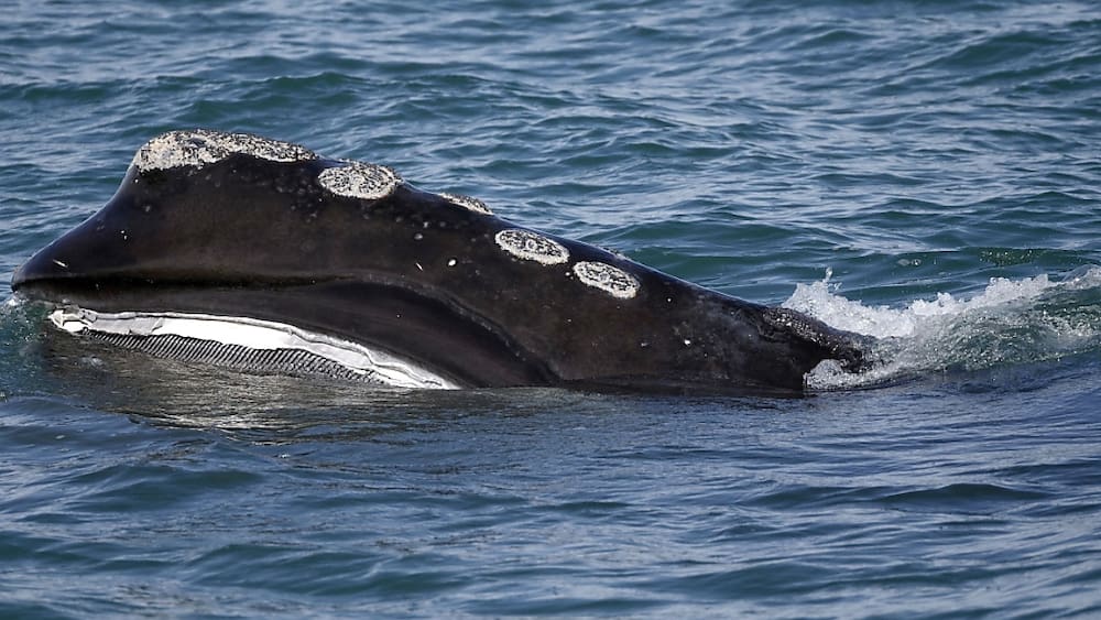 La France et l’UE lancent une coalition pour sauver les océans La France et l’UE lancent une coalition pour sauver les océans