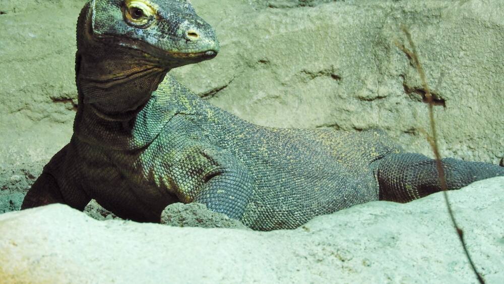 Le destin des dragons de Komodo se joue aussi à Lausanne Le destin des dragons de Komodo se joue aussi à Lausanne