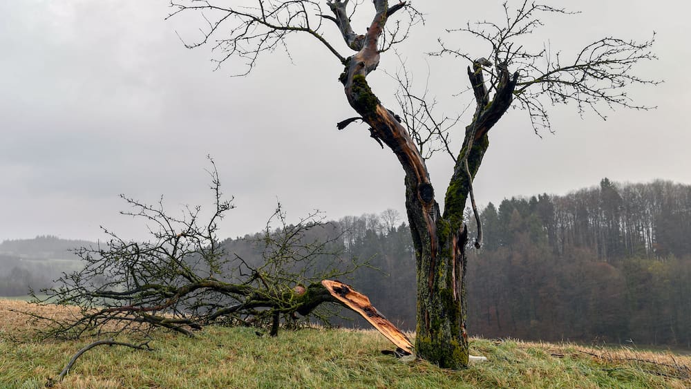 De fortes bourrasques de vent sont attendues dimanche soir De fortes bourrasques de vent sont attendues dimanche soir