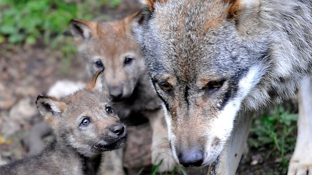 L’humain plus lent que le loup, selon un spécialiste L’humain plus lent que le loup, selon un spécialiste
