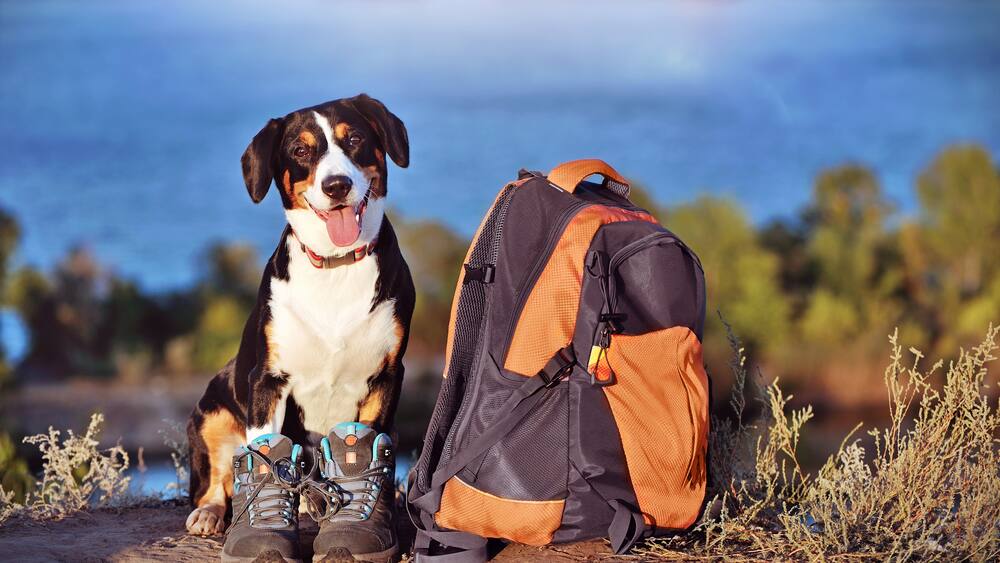 Voici 5 randonnées à faire avec votre chien Voici 5 randonnées à faire avec votre chien