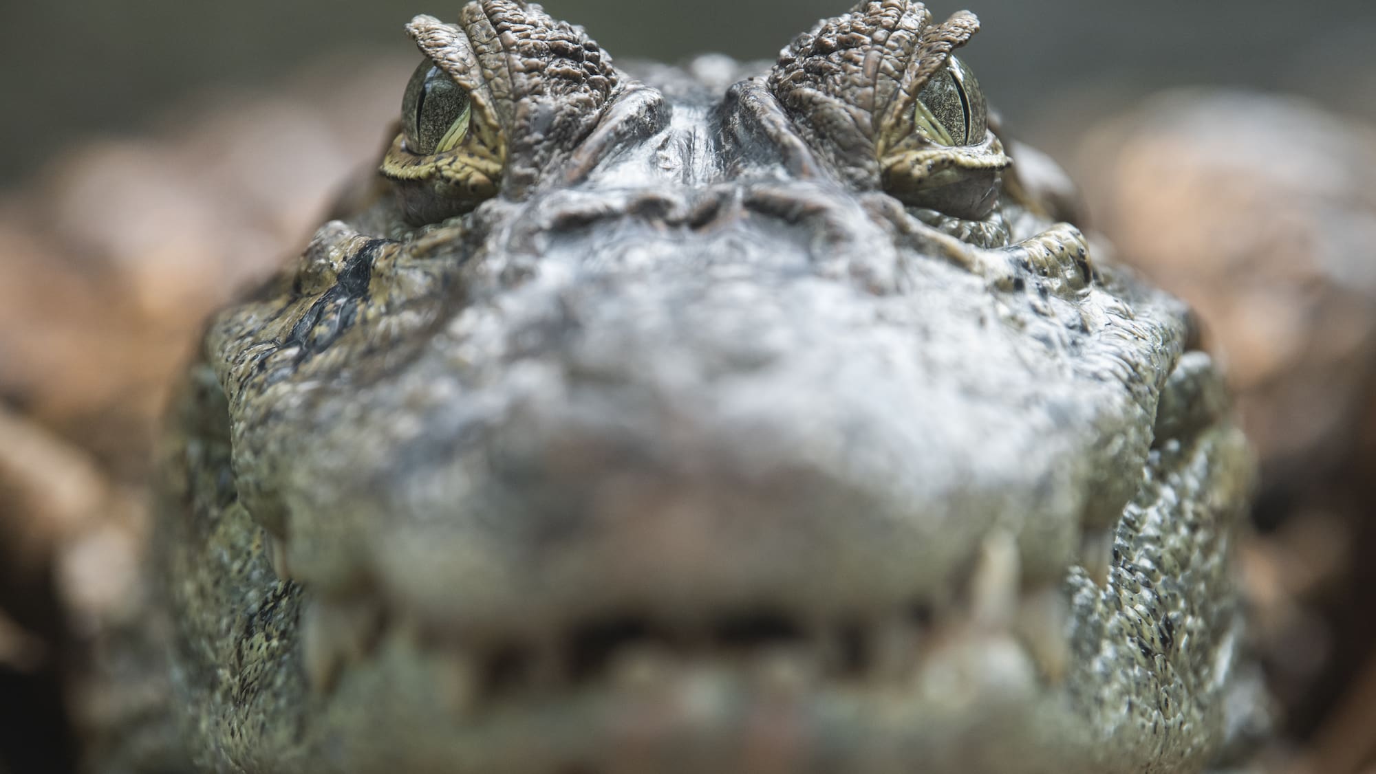 Une étude surprenante décrypte le langage de l'amour des crocodiles Blick