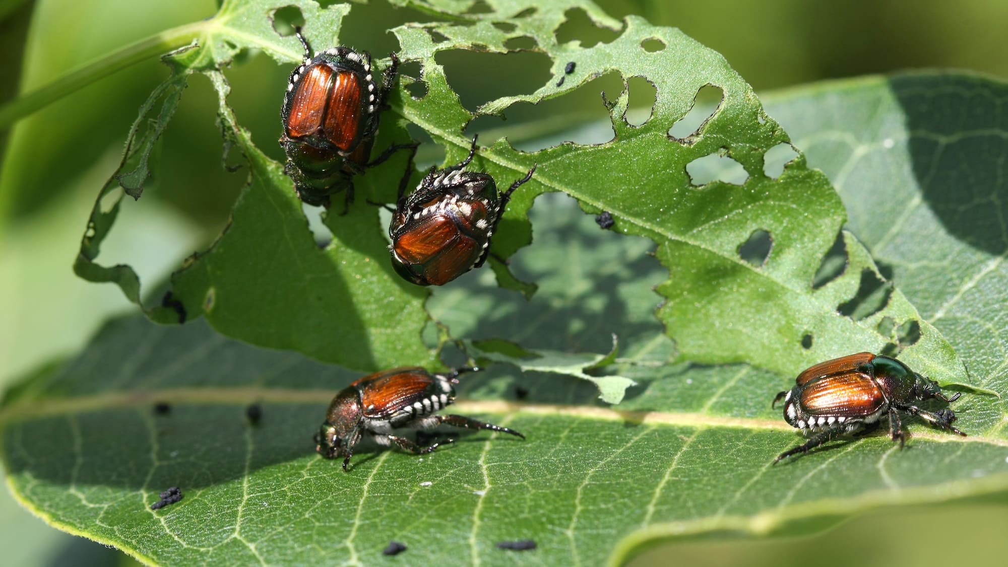 , L’espèce invasive et nuisible des scarabées japonais a été repérée en Valais