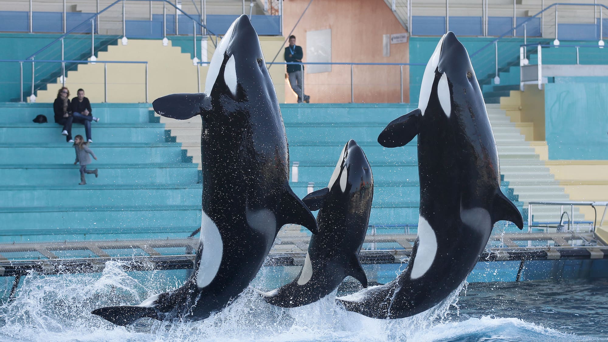 La France propose un sanctuaire pour les orques à Marineland - Blick