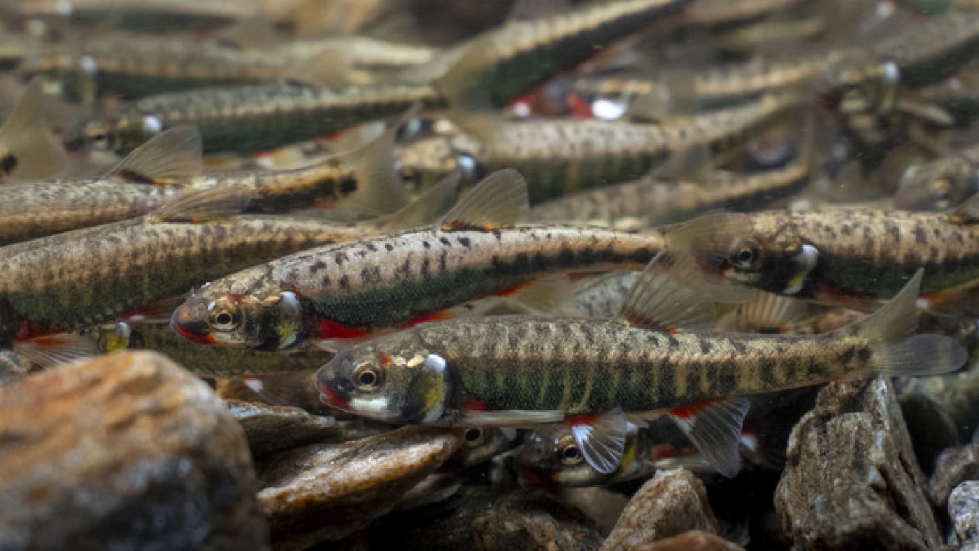 Nature: Menacé en Suisse, le vairon élu poisson de l’année 2026 - Blick