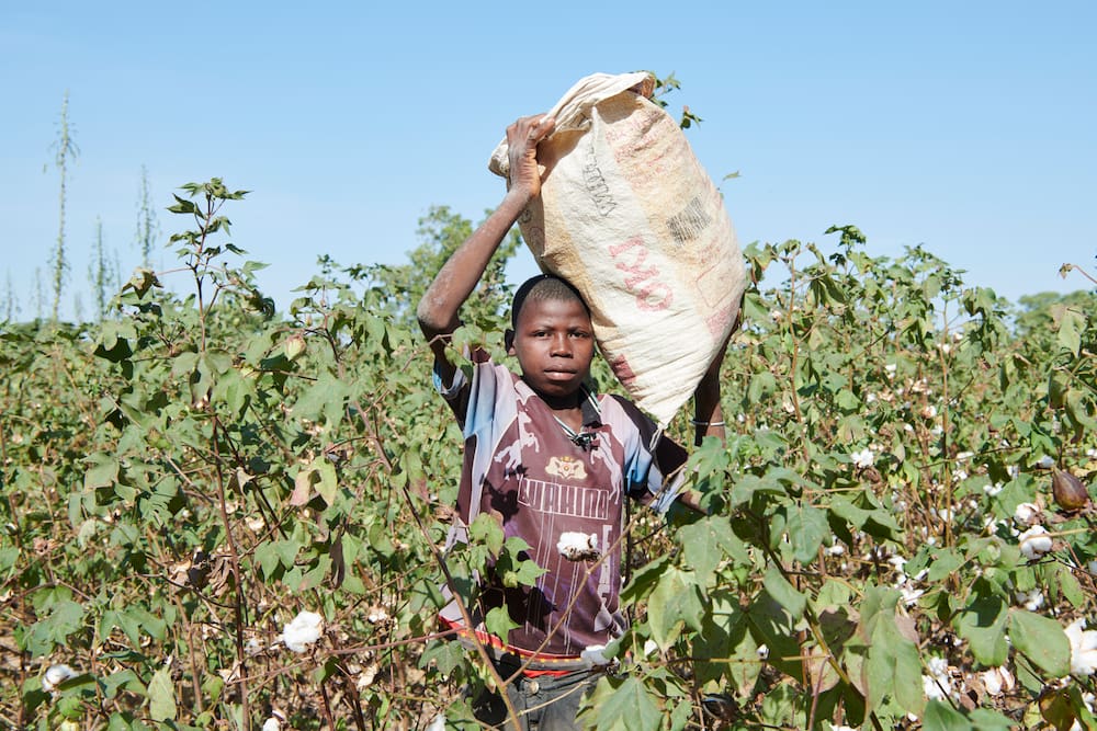 Schweizer Baumwoll-Firmen profitieren von Kinderarbeit - Blick