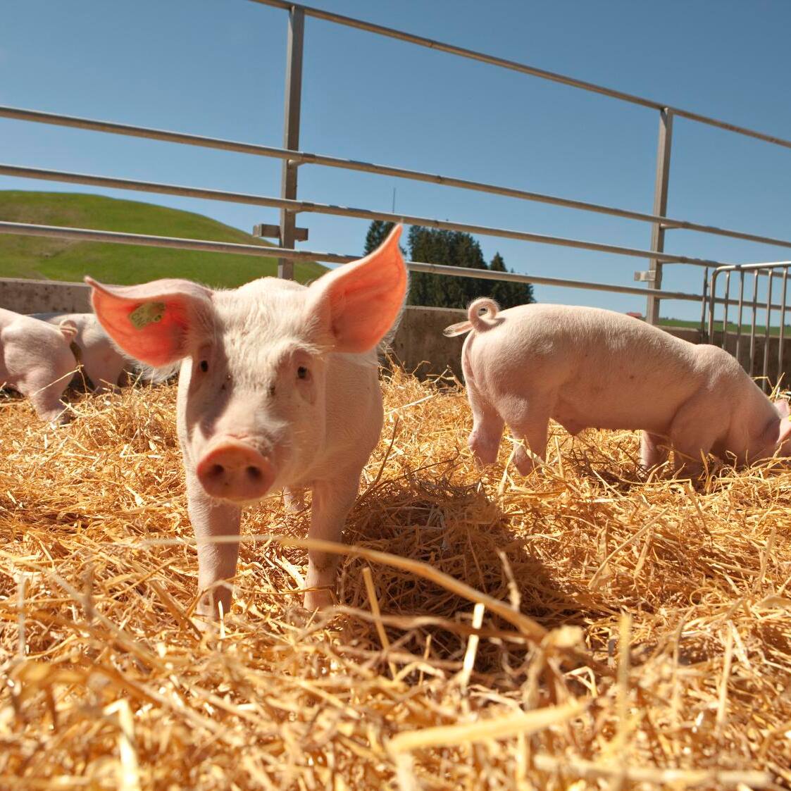Ist Schweinefleisch Wirklich So Ungesund Blick Ist Schweinefleisch Wirklich So Ungesund Blick