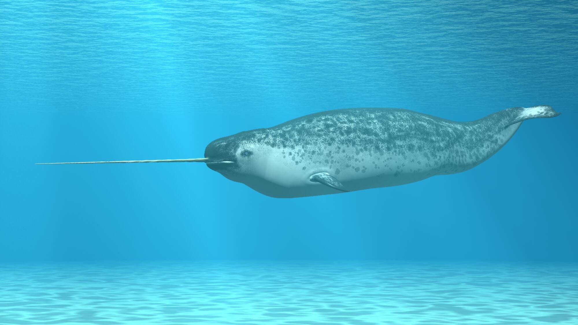 Der Narwal und Einhörner – Kolumne von Simon Jäggi - Blick