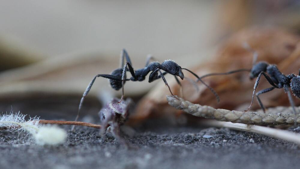 Ameisen ohne Gift loswerden: Tipps und Hausmittel - Blick
