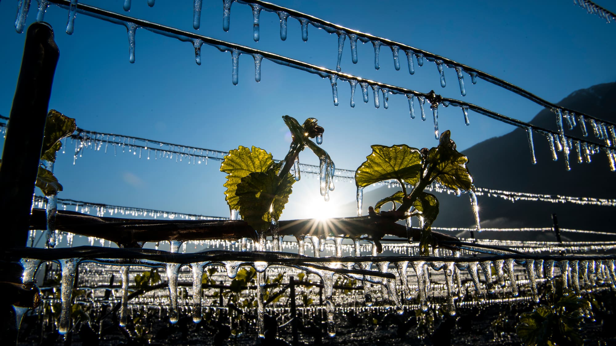 Kälteeinbruch im Frühling: Bauern zittern vor dem Frost - Blick