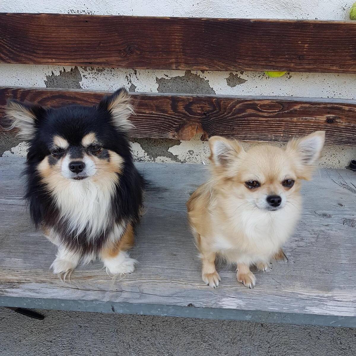 Chihuahua Handlerin Haut Auch Blick Leser Ubers Ohr Blick