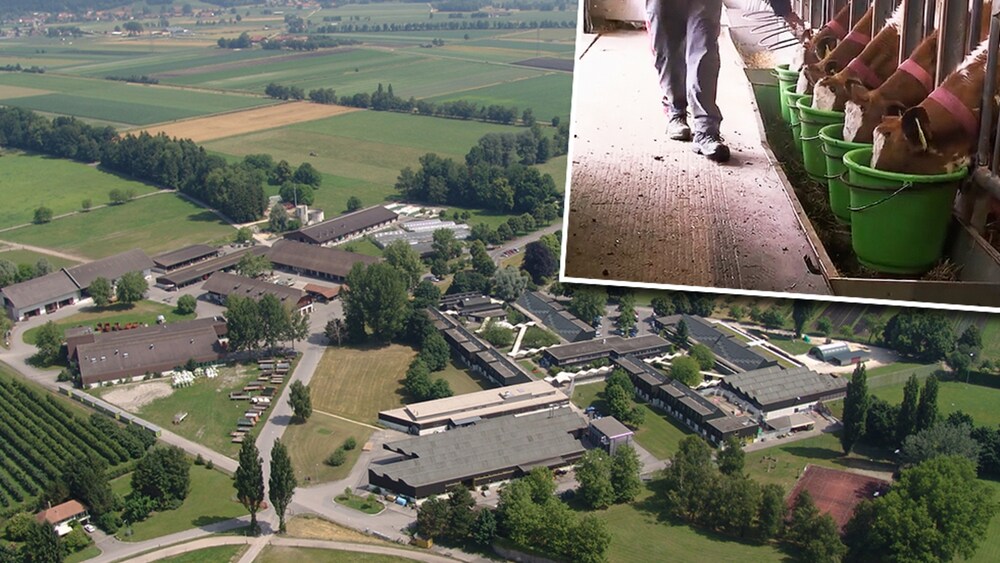 Gefängnis in Witzwil Das ist der grösste Schweizer Bauernhof Blick