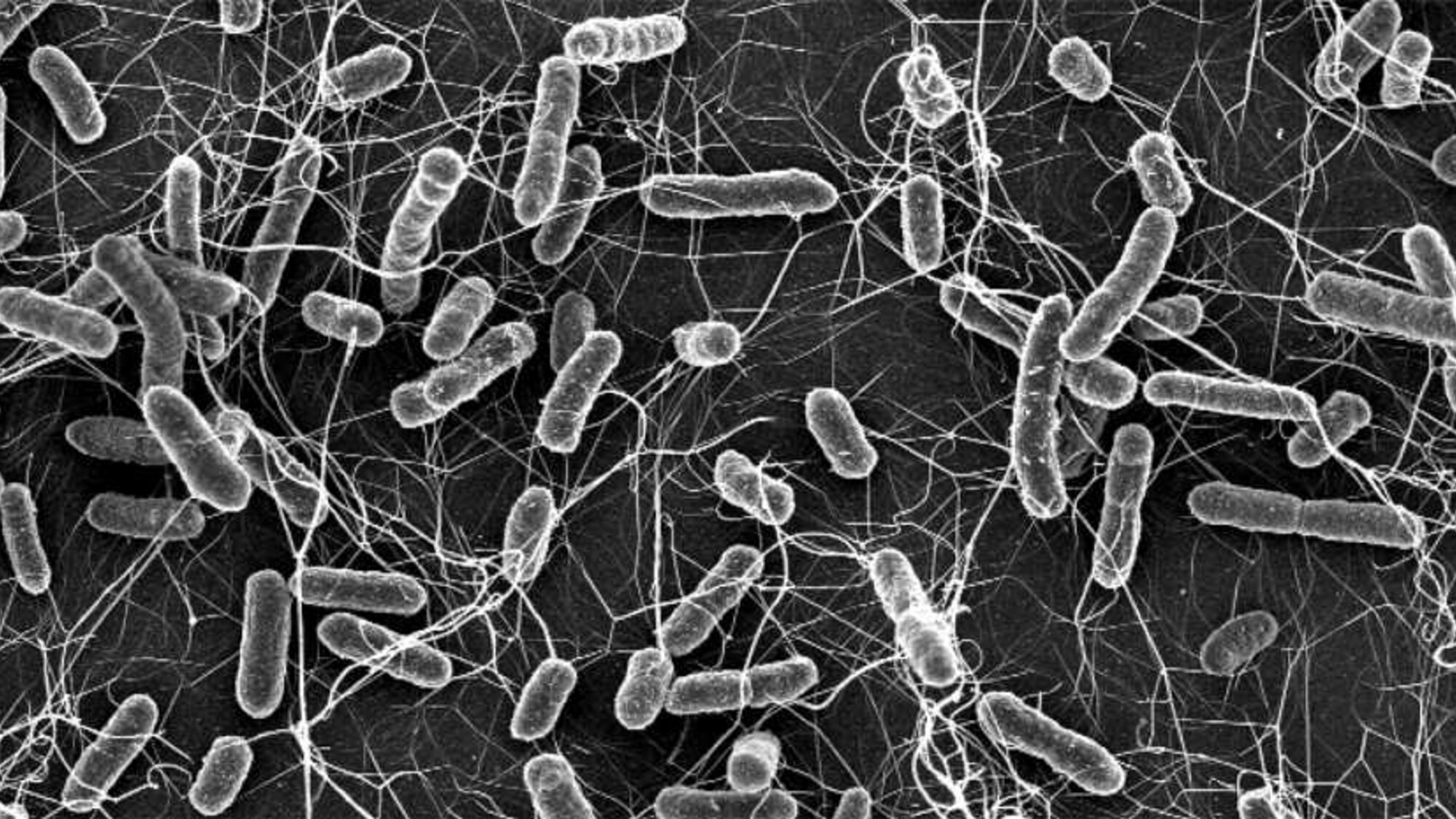 разные микробы. разные бактерии. виды взаимоотношений микроорганизмов. бактерии хозяева. разные формы бактерий.