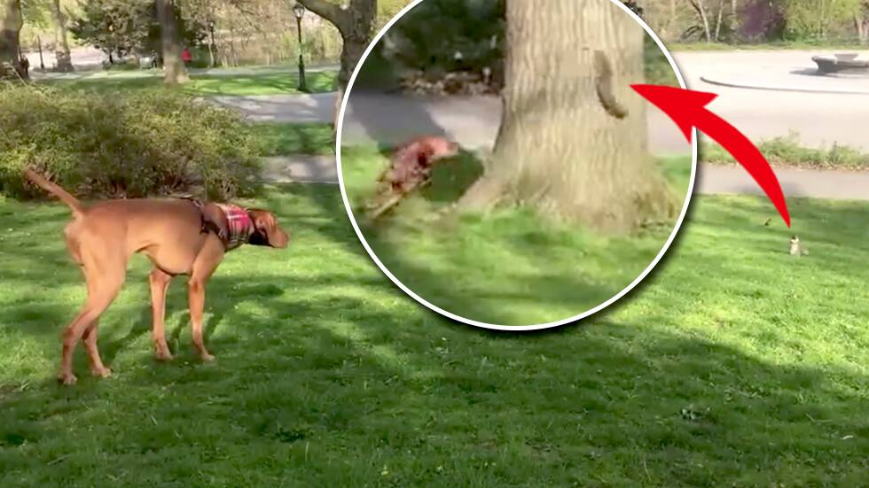 Central Park Eichhörnchen veräppelt Hund Blick