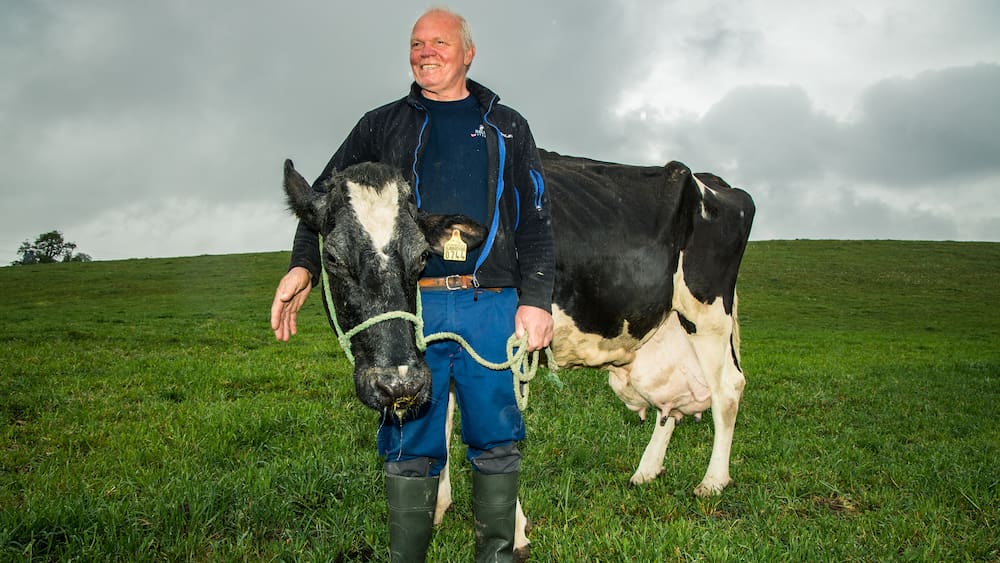 Kuh Sandra gab bereits über 170 000 Liter Milch Blick Kuh Sandra gab bereits über 170 000 Liter Milch Blick