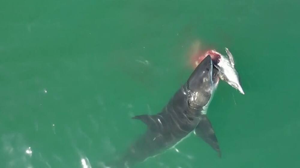 Kalifornien: Weisse Haie fressen Delfin auf - Blick