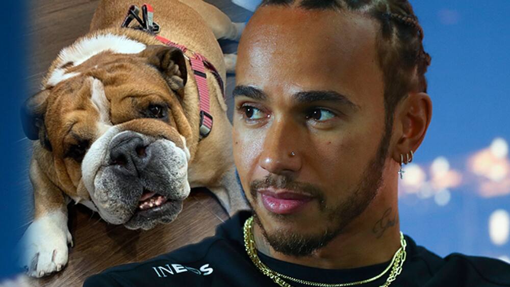 Formel 1 Hamilton Macht Seinen Hund Zum Veganer Grenz Partner
