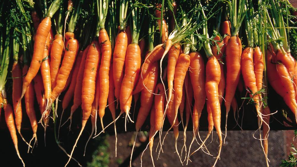 Gesunde Snacks: Karotte ist das Lieblingsgemüse der Schweizer - Blick