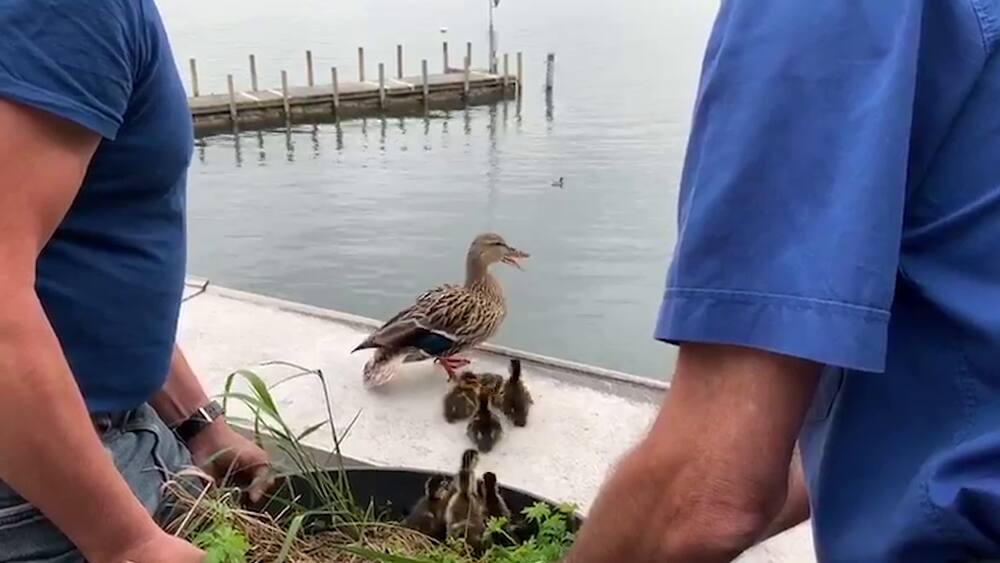 Kapo Zürich hilft Enten-Küken in den See zu hüpfen - Blick