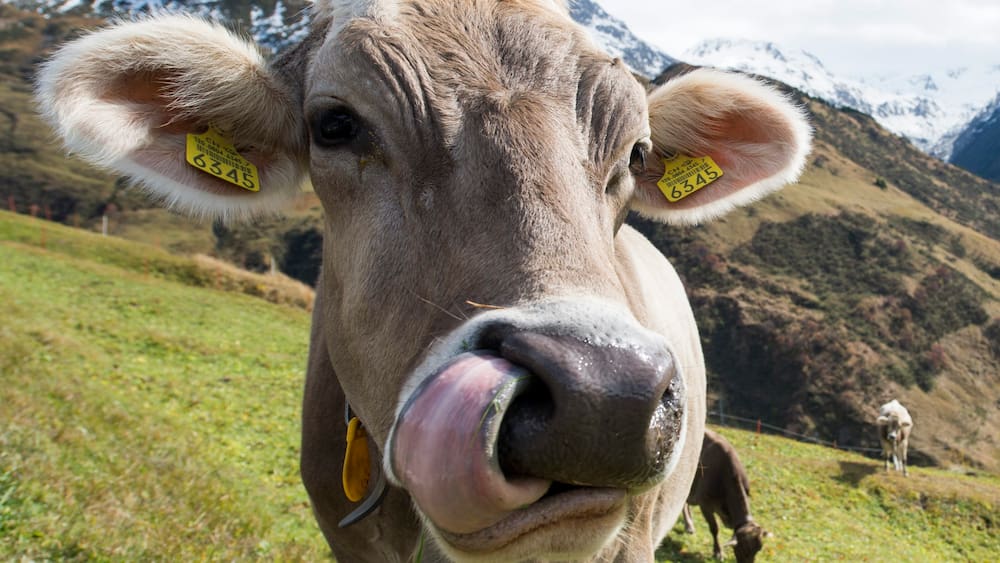Bürgerliche blockieren Öko-Landwirtschaft - Blick Bürgerliche blockieren Öko-Landwirtschaft - Blick