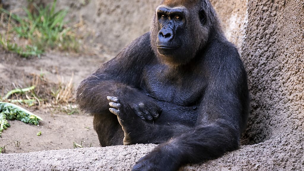 Affen in Zoos gebären gleichmässiger Blick Affen in Zoos gebären gleichmässiger Blick