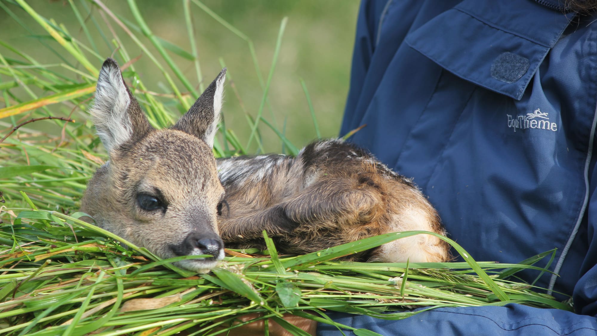 Wenn Drohnen Rehkitze retten - Blick Wenn Drohnen Rehkitze retten - Blick