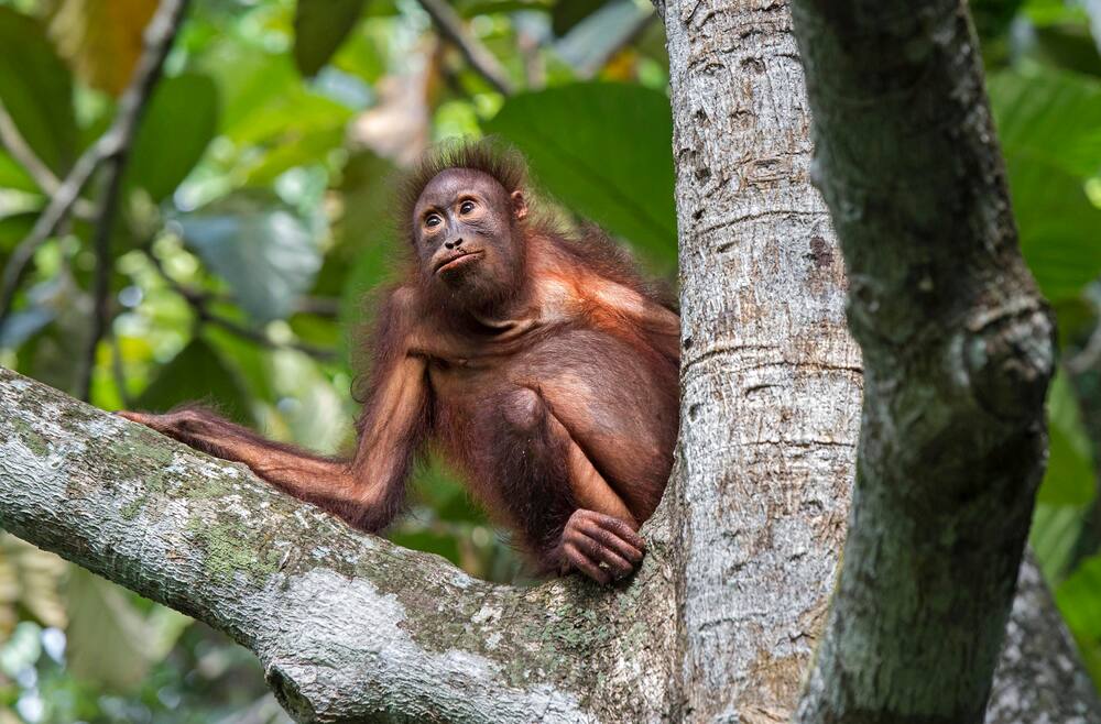 «Soll der Gewinn in der Schweiz wichtiger sein als Umweltschutz und Menschenrechte in Indonesien?», fragt er.