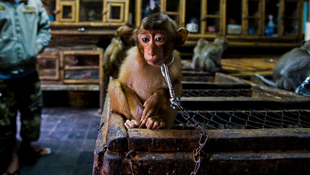 Wildlife Photographer of the Year 2020: Die besten Fotos - Blick