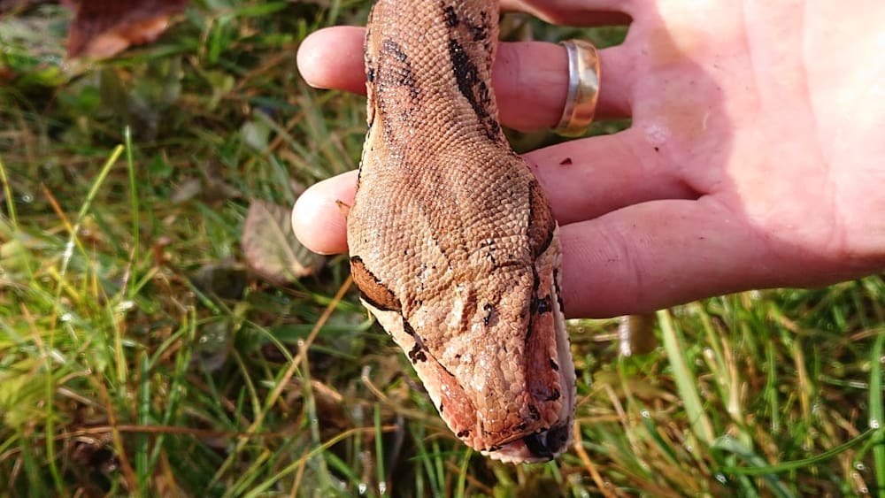 Familie findet im Kanton Zürich tote Boa Constrictor - Blick