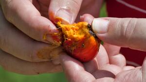 Freihandelsabkommen mit Indonesien sorgt für Streit unter den Bauern