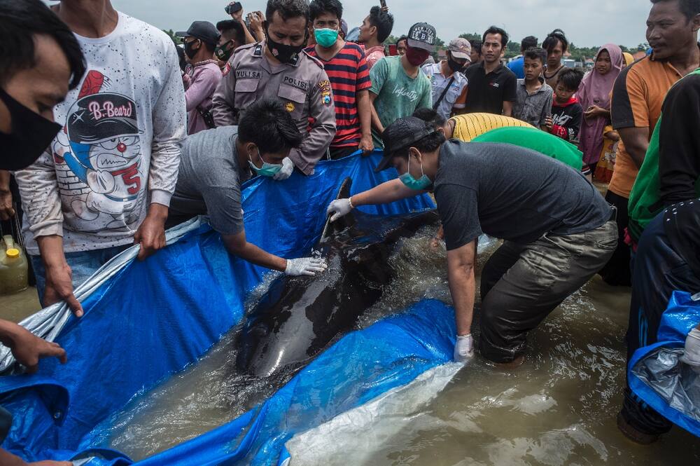 Asisten dalam upaya penyelamatan
