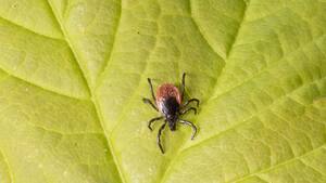 Zecken erwachen derzeit aus dem Winterschlaf. Nicht alle tragen Erreger in sich und nicht alle Gebissenen erkranken. Wenn aber doch, können die Gefahren erheblich sein, Impfen wird empfohlen (Symbolbild)