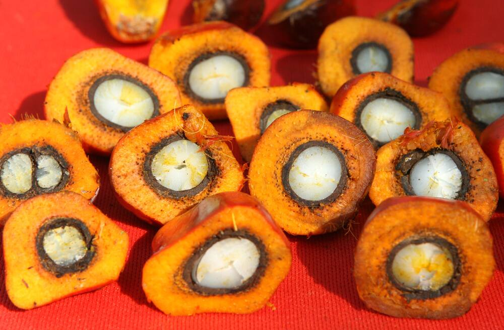 Perjanjian itu kontroversial karena minyak sawit - tarif antara Swiss dan Indonesia akan diturunkan.