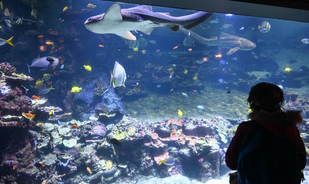 Ikan tropis di akuarium