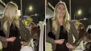 Affe schlägt Frau ins Gesicht