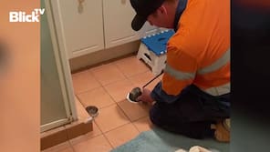 Australien: Schlange steckt im Abflussrohr fest