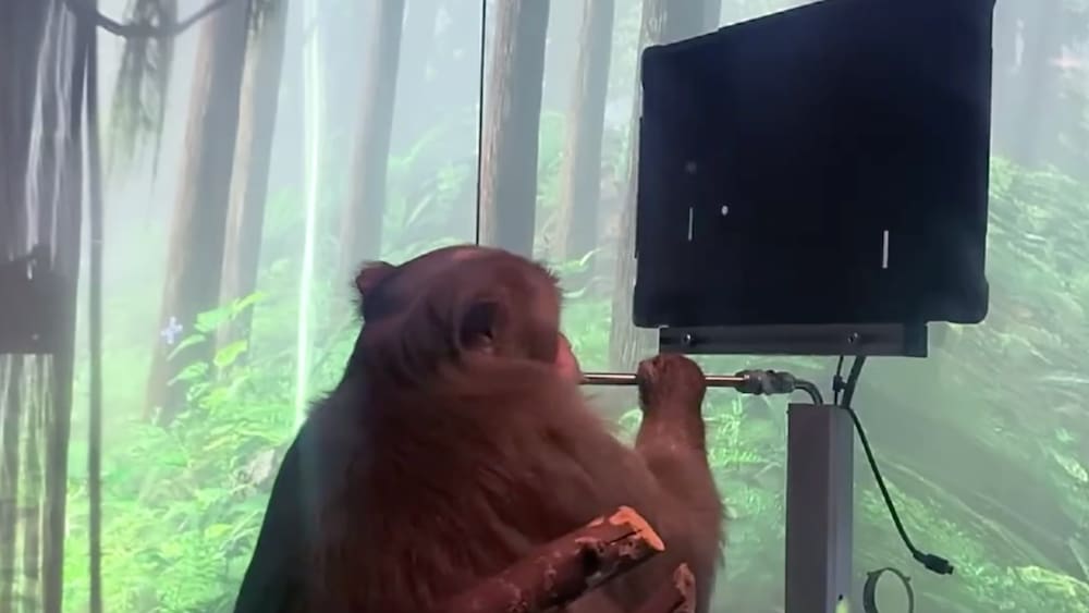 Elon teases Hirn-Chip von Elon Musk hilft Affe beim Videospielen mit seinen Gedanken