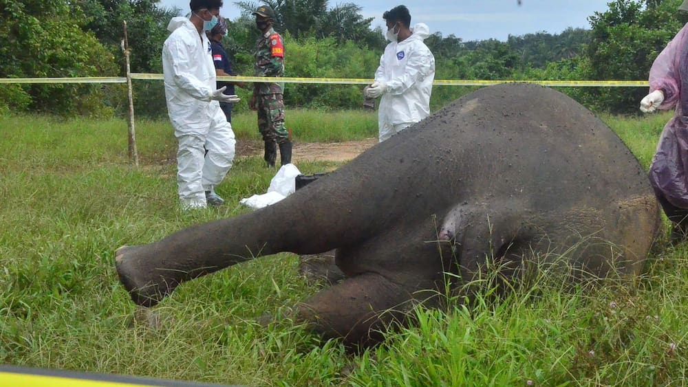 Pemburu gading memenggal kepala gajah langka Pemburu gading memenggal kepala gajah langka