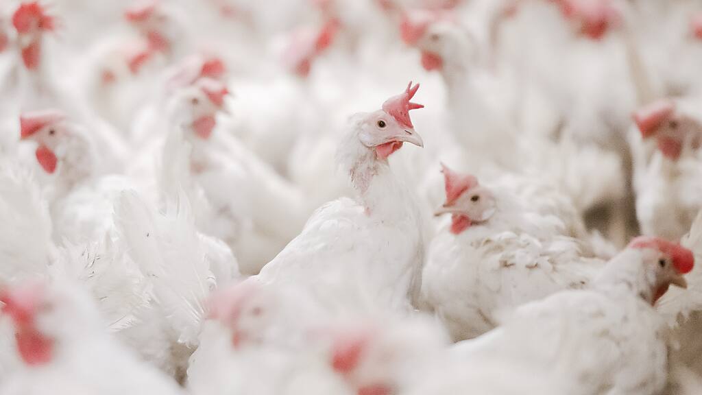 Legehennen von Newcastle-Krankheit betroffen - Blick