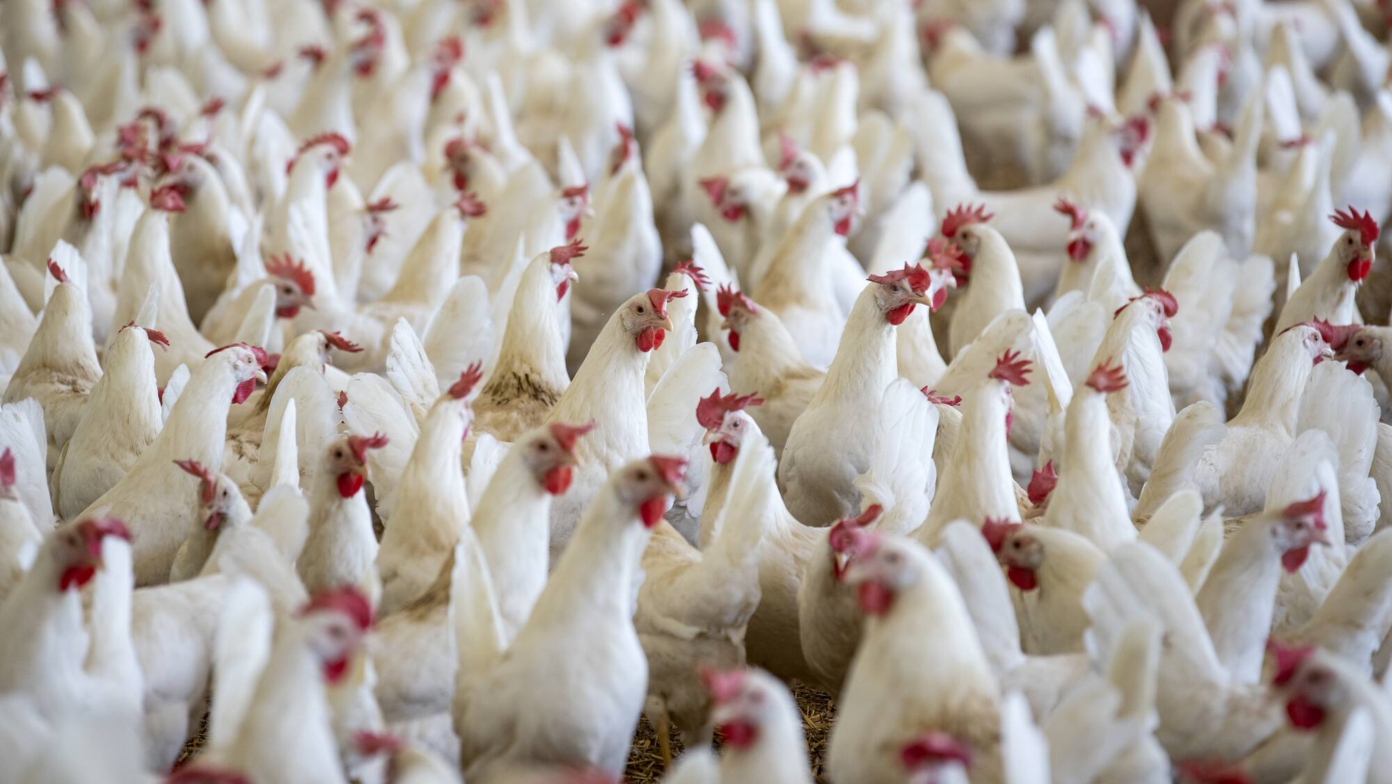 Junge Grüne schalten WG-Inserate für Massentierhaltung - Blick