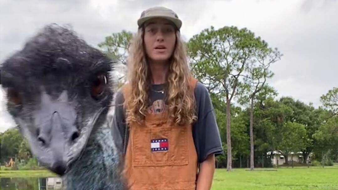 Emmanuel Tick Tok Rapper Emmanuel The Emu Wiki _ An emu named Emmanuel becomes a viral sensation ...