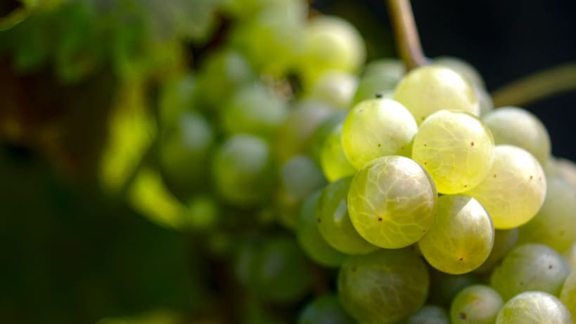 Alles, was du über Chasselas wissen musst Blick